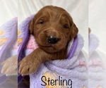 Small Photo #9 Goldendoodle Puppy For Sale in PLACERVILLE, CA, USA