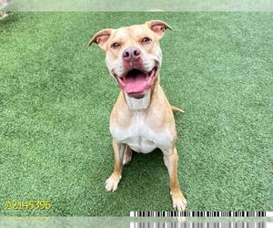 American Pit Bull Terrier Dogs for adoption in West Palm Beach, FL, USA