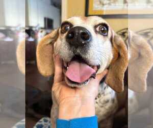Theresa - Female Beagle Dog for Adoption - Photo #4
