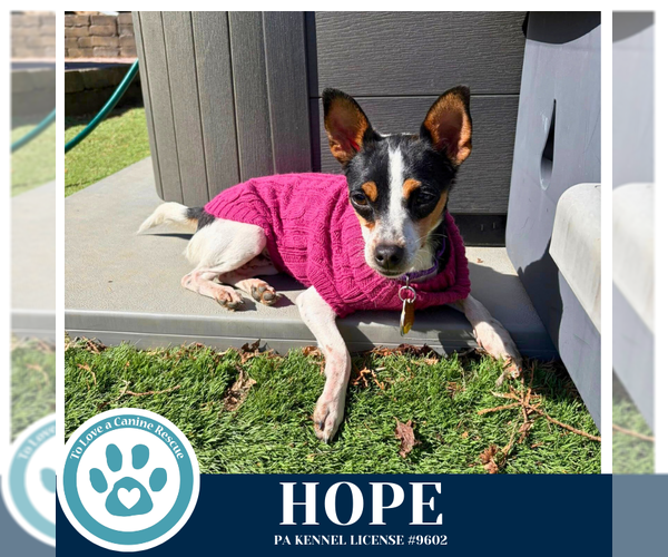 Medium Photo #1 Chihuahua-Unknown Mix Puppy For Sale in Kimberton, PA, USA