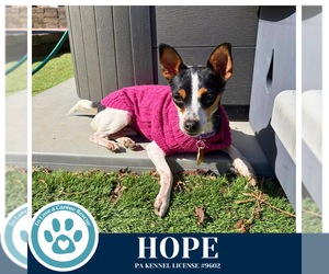 Chihuahua-Unknown Mix Dogs for adoption in Kimberton, PA, USA