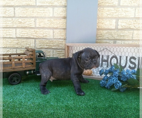 Medium Photo #4 French Bulldog Puppy For Sale in CARTHAGE, TX, USA