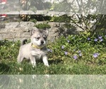 Small Photo #4 Alaskan Klee Kai Puppy For Sale in SHADLE GARLAND, WA, USA