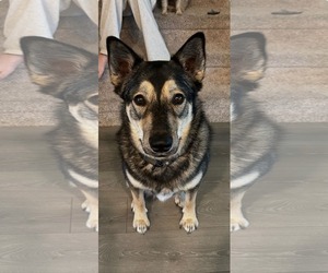 Siberian Husky-Unknown Mix Dogs for adoption in McKinney, TX, USA