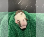 Small #2 Boston Terrier