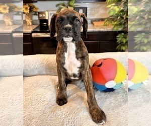 Boxer Puppy for sale in GREENWOOD, IN, USA