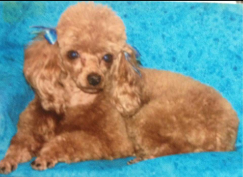 Medium Photo #1 Poodle (Toy) Puppy For Sale in SHAWNEE, OK, USA