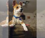 Small Photo #6 Cardigan Welsh Corgi-Unknown Mix Puppy For Sale in Oak Bluffs, MA, USA