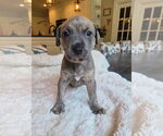 Small American Pit Bull Terrier Mix