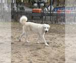 Small #6 Great Pyrenees Mix