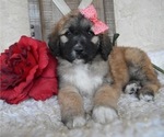 Small Photo #5 Saint Berdoodle Puppy For Sale in HONEY BROOK, PA, USA