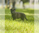 Small #1 German Shepherd Dog