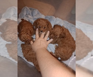 Poodle (Toy) Puppy for sale in DAVENPORT, FL, USA