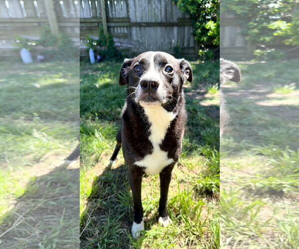Medium Photo #1 Border Collie-Unknown Mix Puppy For Sale in Jackson, MS, USA