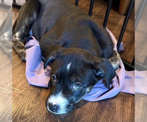 Medium Photo #1 American Staffordshire Terrier-Labrador Retriever Mix Puppy For Sale in San Juan Capistrano, CA, USA