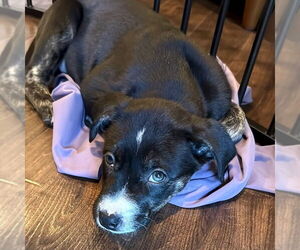 American Staffordshire Terrier-Labrador Retriever Mix Dog for Adoption in San Juan Capistrano, California USA