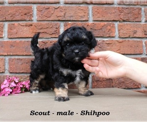 Shih-Poo Puppy for sale in CLARKRANGE, TN, USA