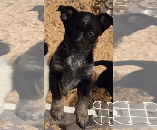 Medium Photo #2 Mutt Puppy For Sale in Garden City, NY, USA