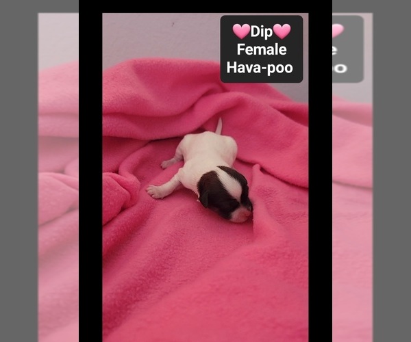 Medium Photo #2 Havapoo Puppy For Sale in TUCSON, AZ, USA