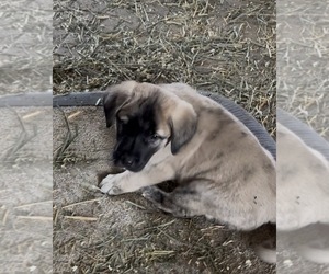 Anatolian Pyrenees Puppy for sale in SISTERS, OR, USA