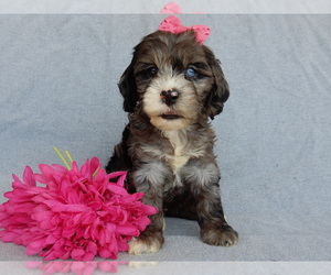 Cockapoo Puppy for sale in MILLERSBURG, OH, USA