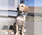 Small Photo #30 Golden Retriever Puppy For Sale in SACRAMENTO, CA, USA