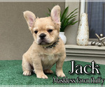 Small #7 French Bulldog