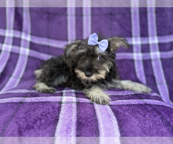 Medium Photo #5 Schnauzer (Miniature) Puppy For Sale in LAKELAND, FL, USA