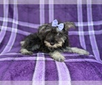 Small #4 Schnauzer (Miniature)