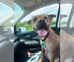 Small American Pit Bull Terrier Mix