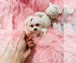 Small #10 Maltese