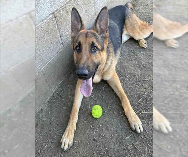 Medium Photo #2 German Shepherd Dog Puppy For Sale in Riverside, CA, USA