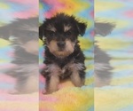 Puppy Sapphire Yorkshire Terrier