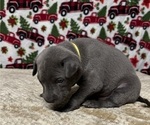 Small Photo #5 Thai Ridgeback Puppy For Sale in POTSDAM, NY, USA