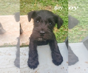 Schnauzer (Miniature) Puppy for sale in TRINITY, NC, USA