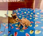 Small Photo #5 French Bulldog Puppy For Sale in NUNNELLY, TN, USA