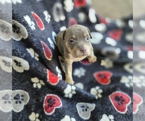Medium American Bully