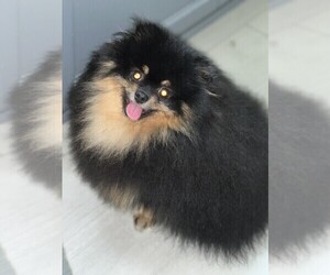 Father of the Pomeranian puppies born on 04/29/2023
