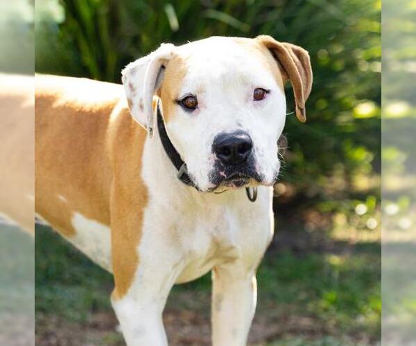 Medium Photo #1 Mutt Puppy For Sale in Camarillo, CA, USA