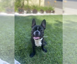 French Bulldog Puppy for sale in ELK GROVE, CA, USA