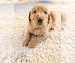 Small #5 Labradoodle