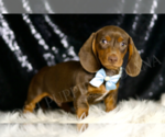 Small #3 Dachshund
