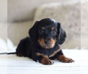 Dachshund Puppy for sale in NEWBURG, PA, USA