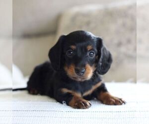 Dachshund Puppy for sale in NEWBURG, PA, USA