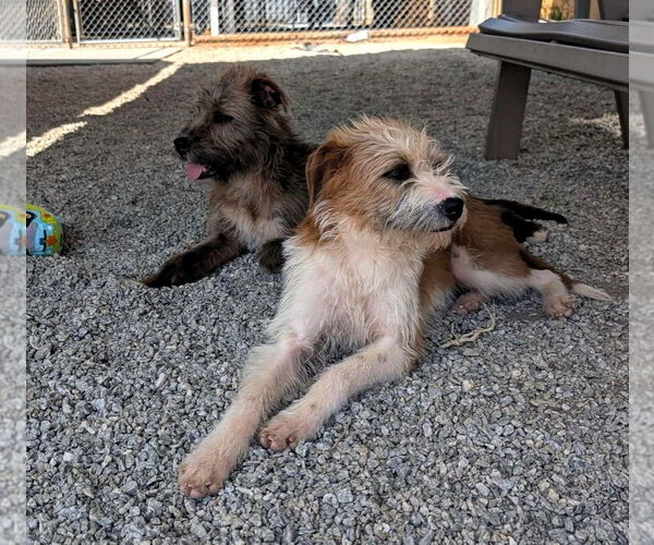 Medium Photo #2 Mutt Puppy For Sale in Shelburne, VT, USA