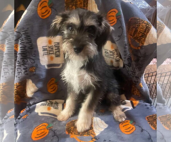 Medium Photo #1 Mutt Puppy For Sale in Escondido, CA, USA