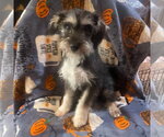 Small Mutt