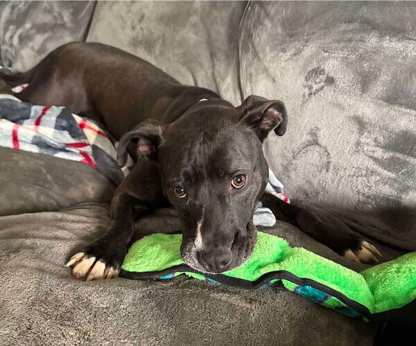 Medium Photo #1 American Pit Bull Terrier-Unknown Mix Puppy For Sale in Germantown, OH, USA