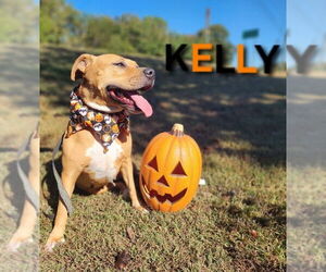 Kelly - Female Bulloxer Dog for Adoption - Photo #2