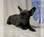 Small #1 French Bulldog